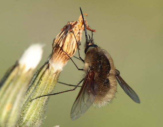 Bombyliidae da id